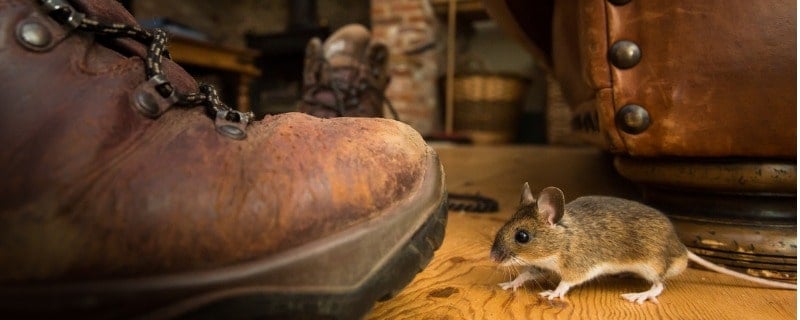 garantie rongeurs et assurance habitation