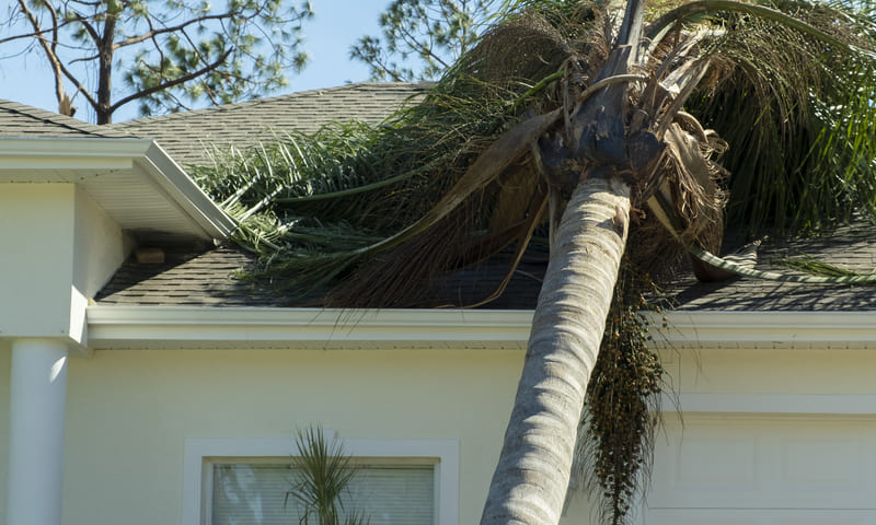 Chute d’arbre et assurance habitation