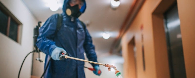 Termites et assurance habitation 