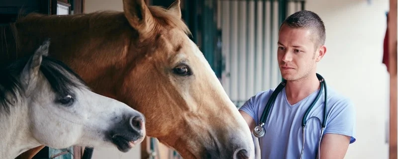 L’assurance cheval de la fédération française d’équitation (FFE) 