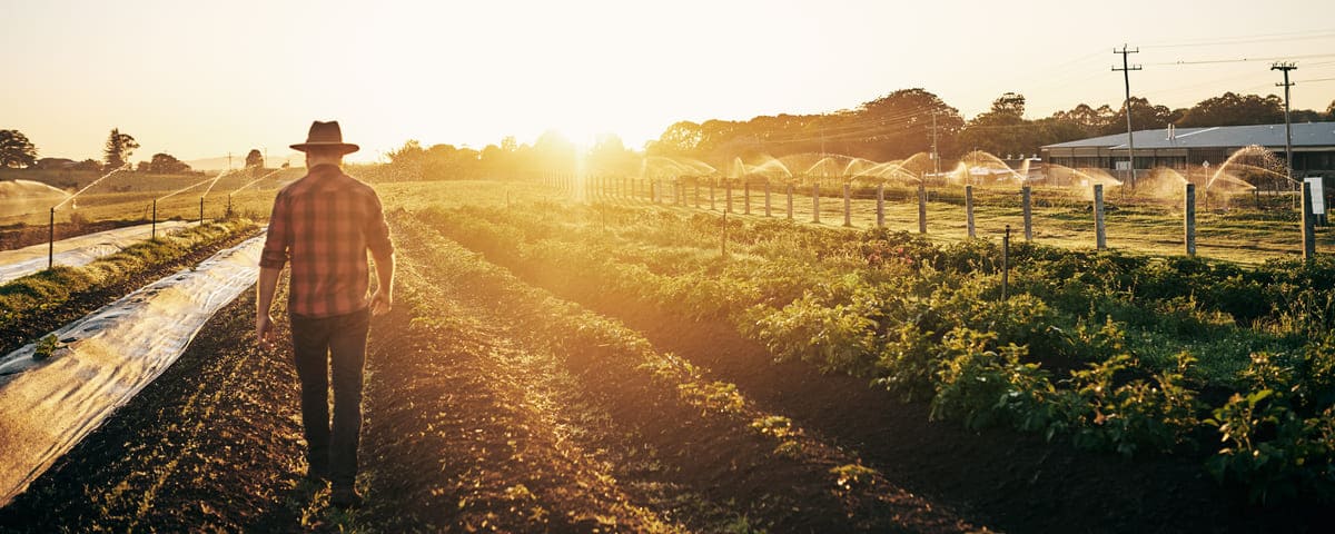 Un agriculteur dans les champs